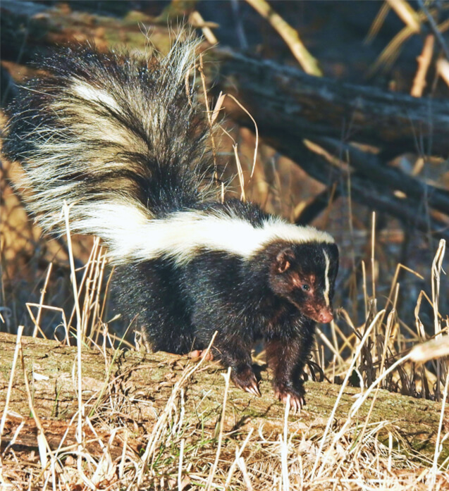 Skunk