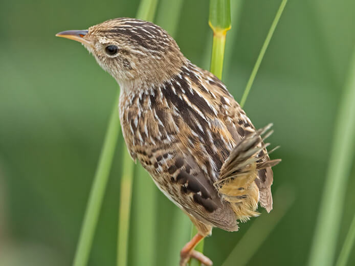 A wren perched on a stalk of green prairie grass