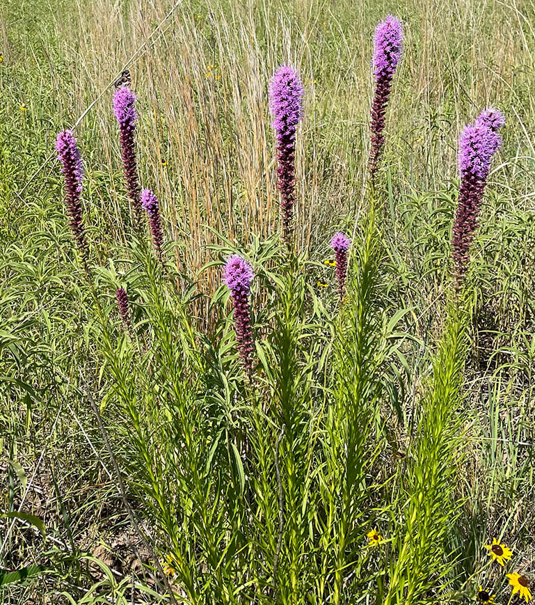 Blazing star plants