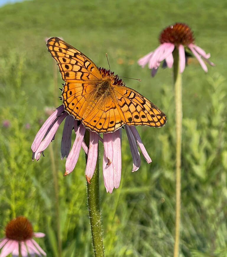 Butterfly on a coneflower