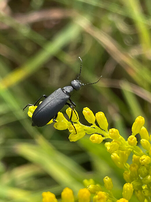 Black blister beetle on goldenrod