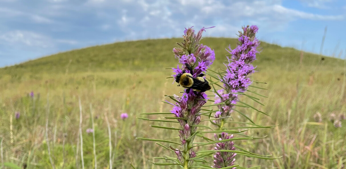 Bumblebee on a flower