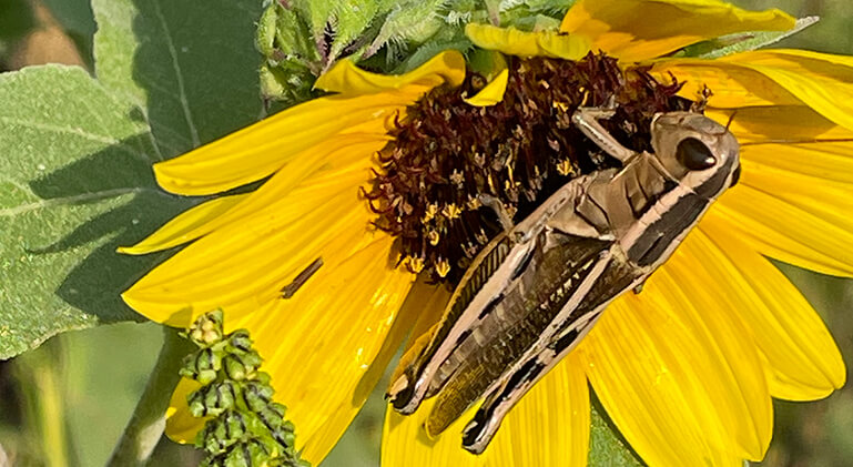Two striped grasshopper on flower