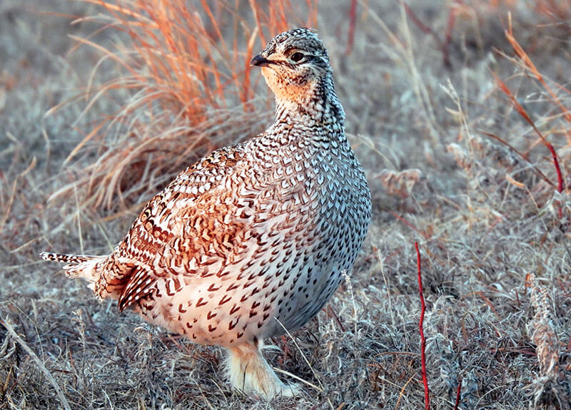 Sharp-tailed grouse