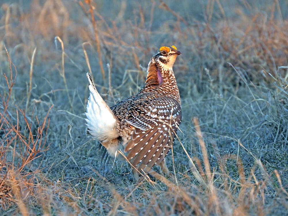 Sharp-tailed grouse