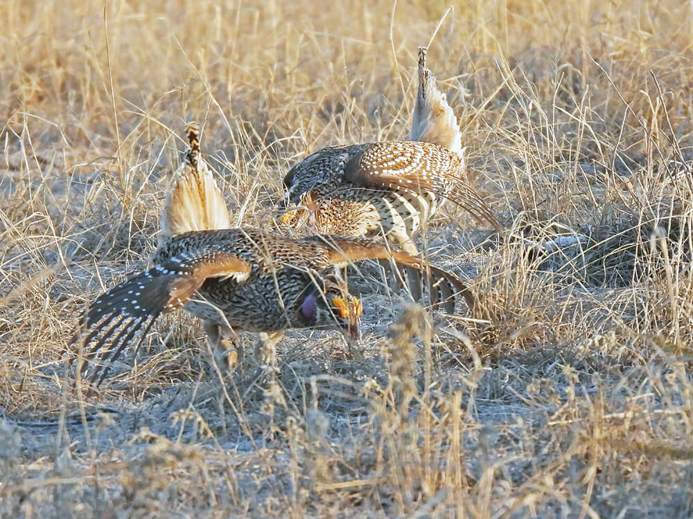 Sharp-tailed grouse