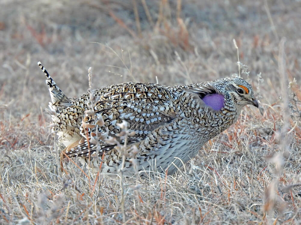 Sharp-tailed grouse