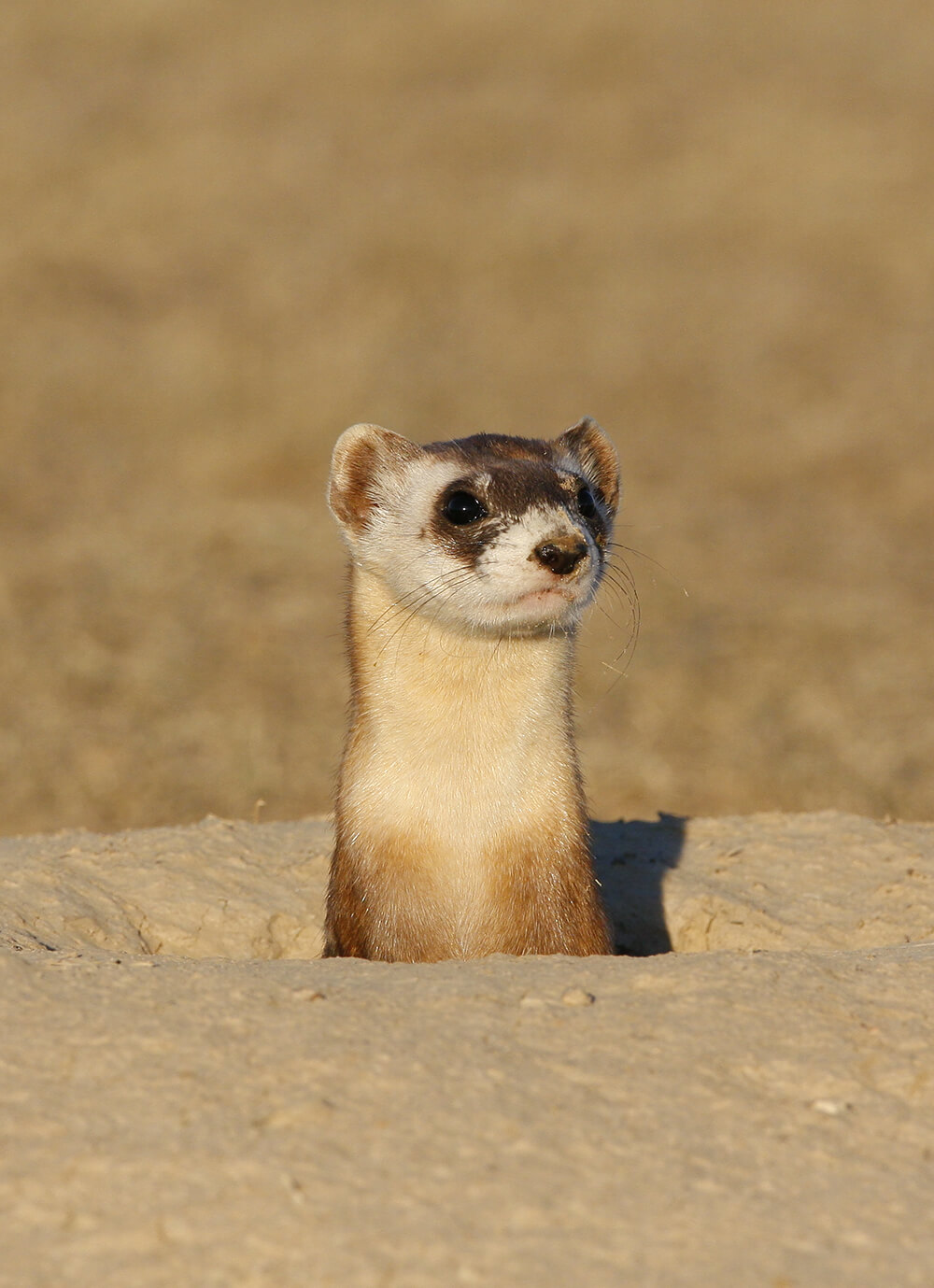 Black-footed ferret