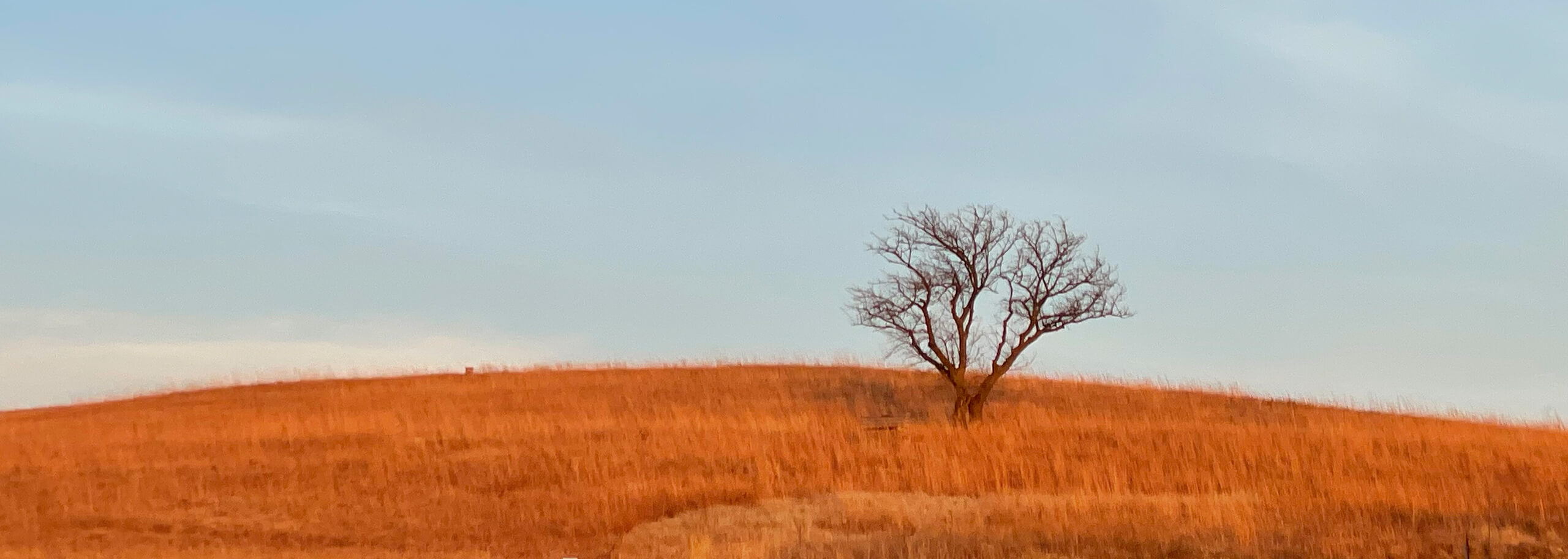 A lone tree in the prairie