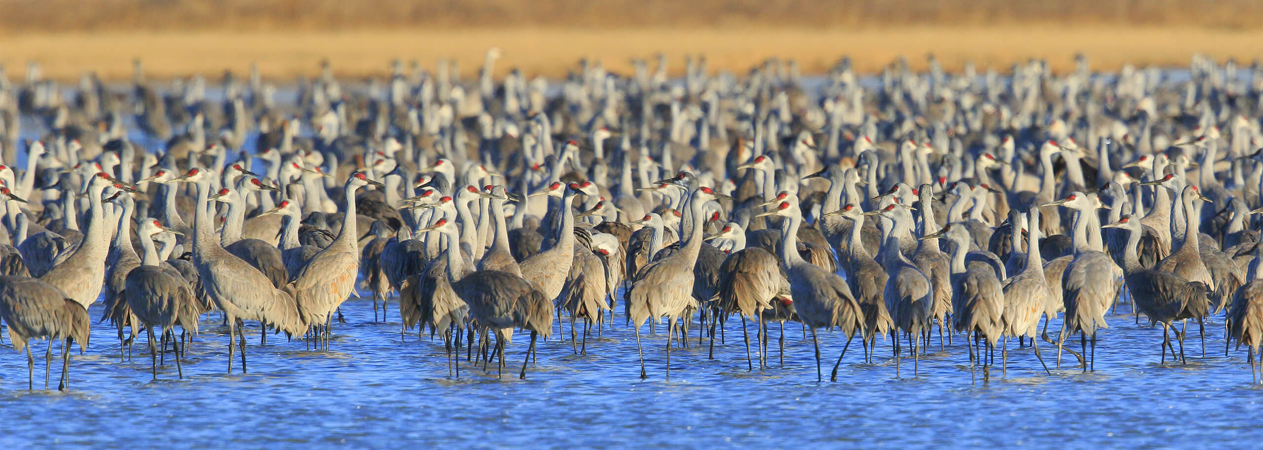 Sandhill cranes