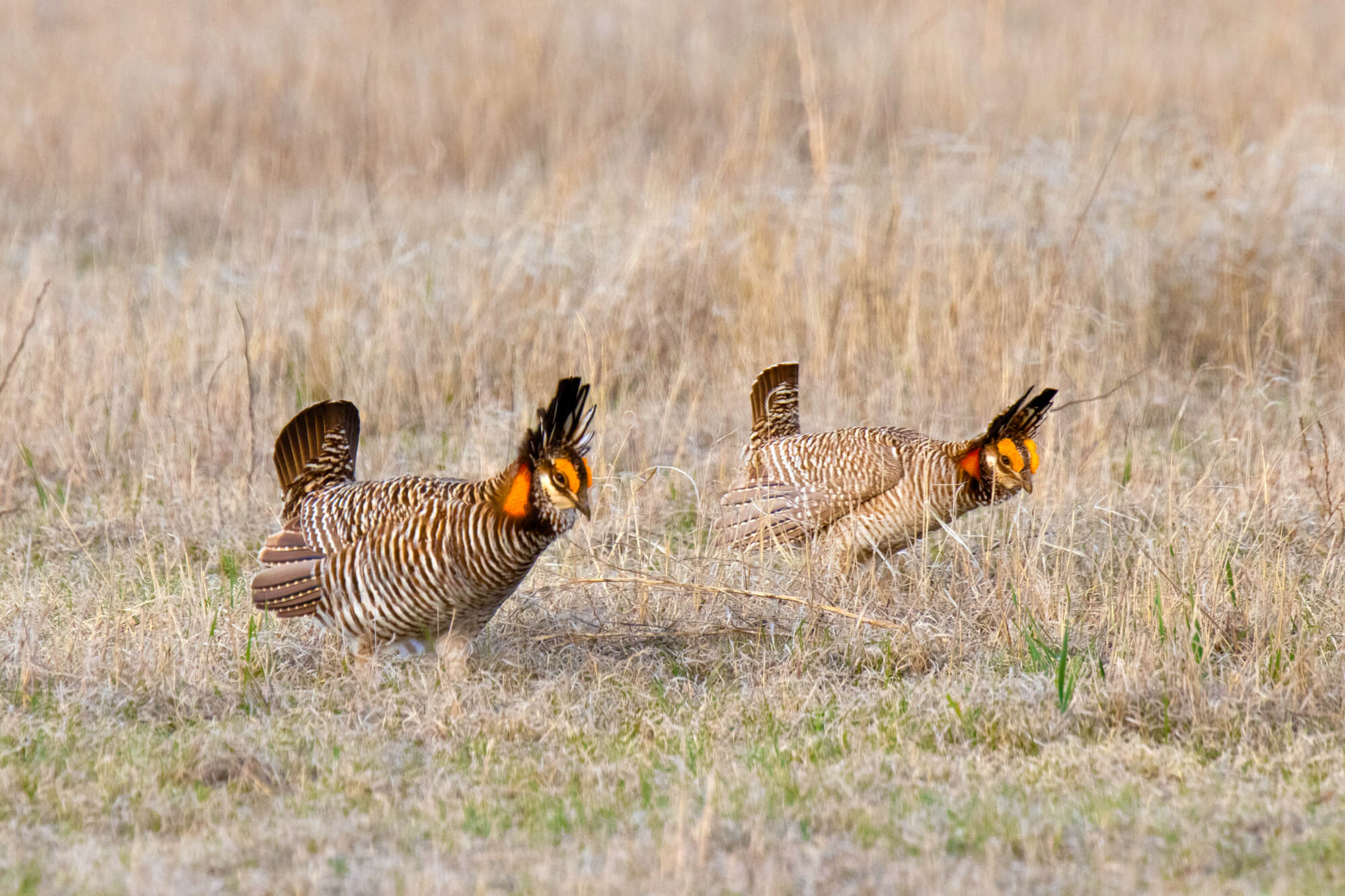 Greater and lesser prairie-chickens