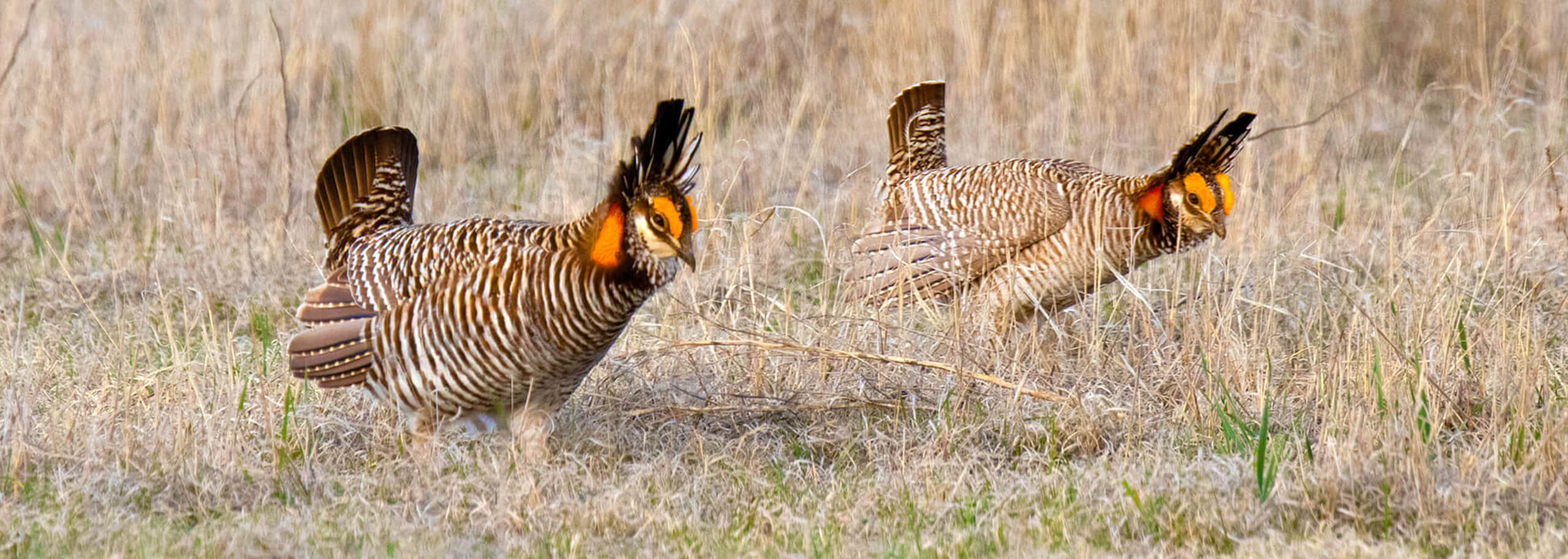 Greater and lesser prairie-chickens