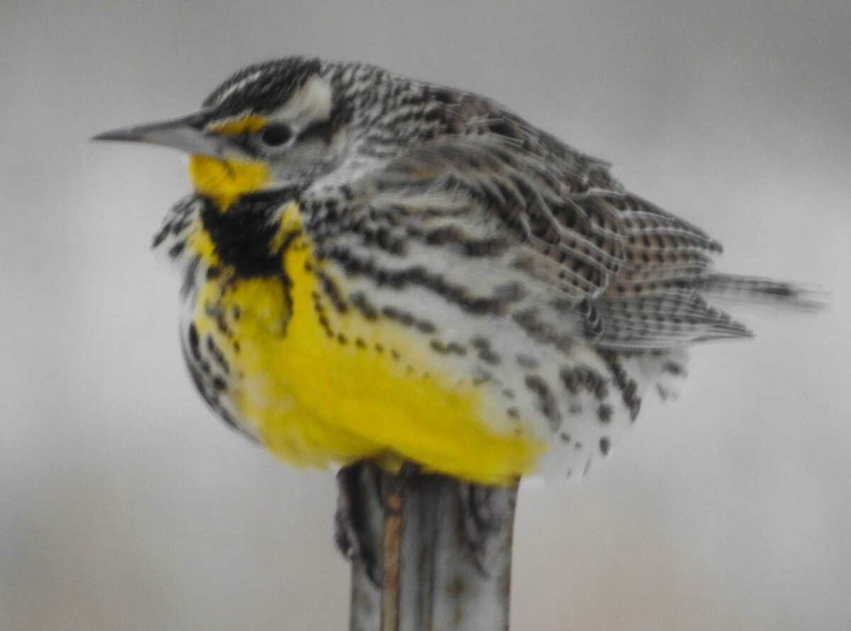 Western Meadowlark