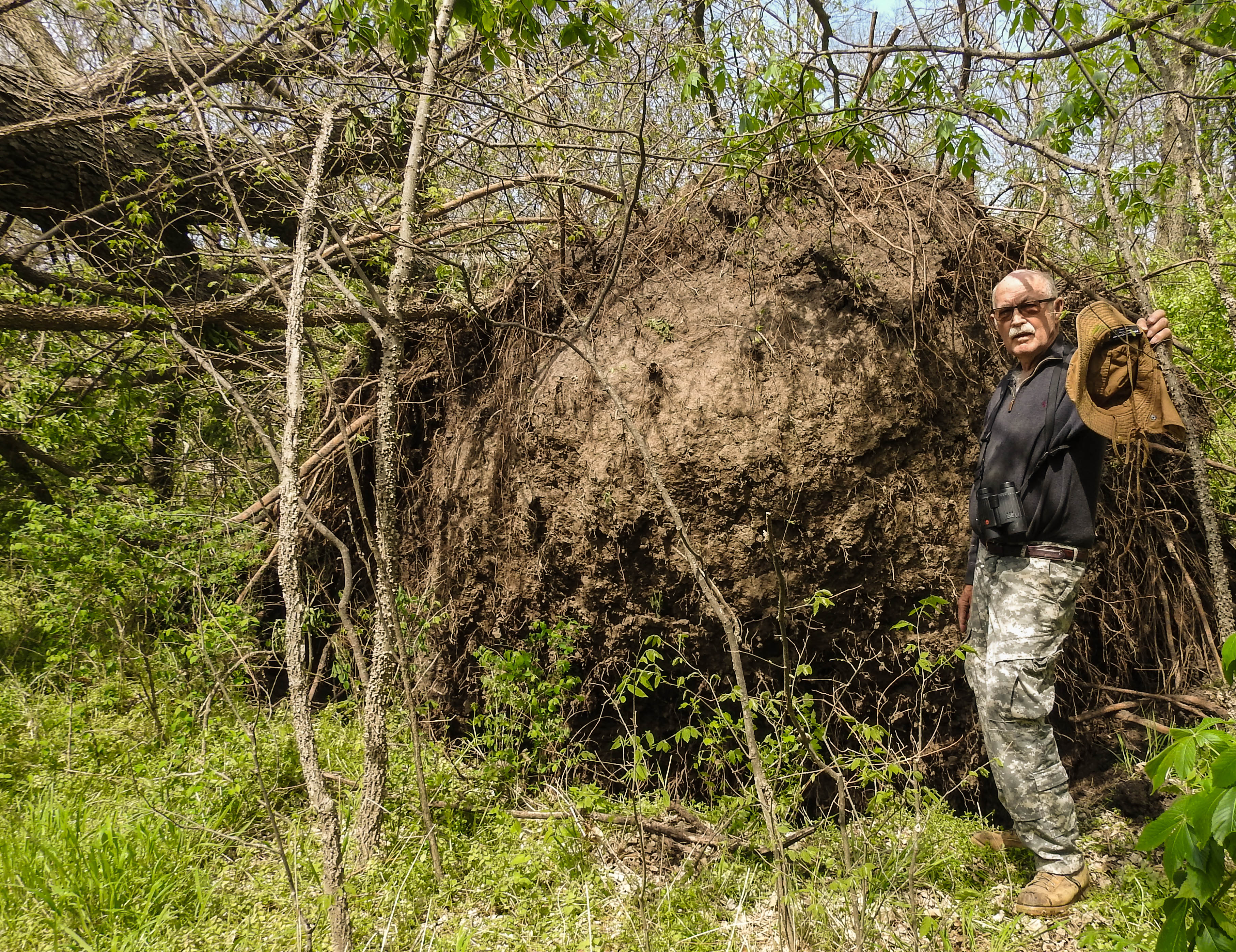 The 10-foot rootball of a hackberry that might have been 100 years old.