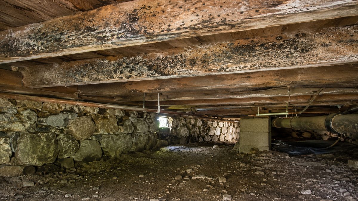 Mold in Your Crawl Space: Causes, Dangers, and What to Do About It