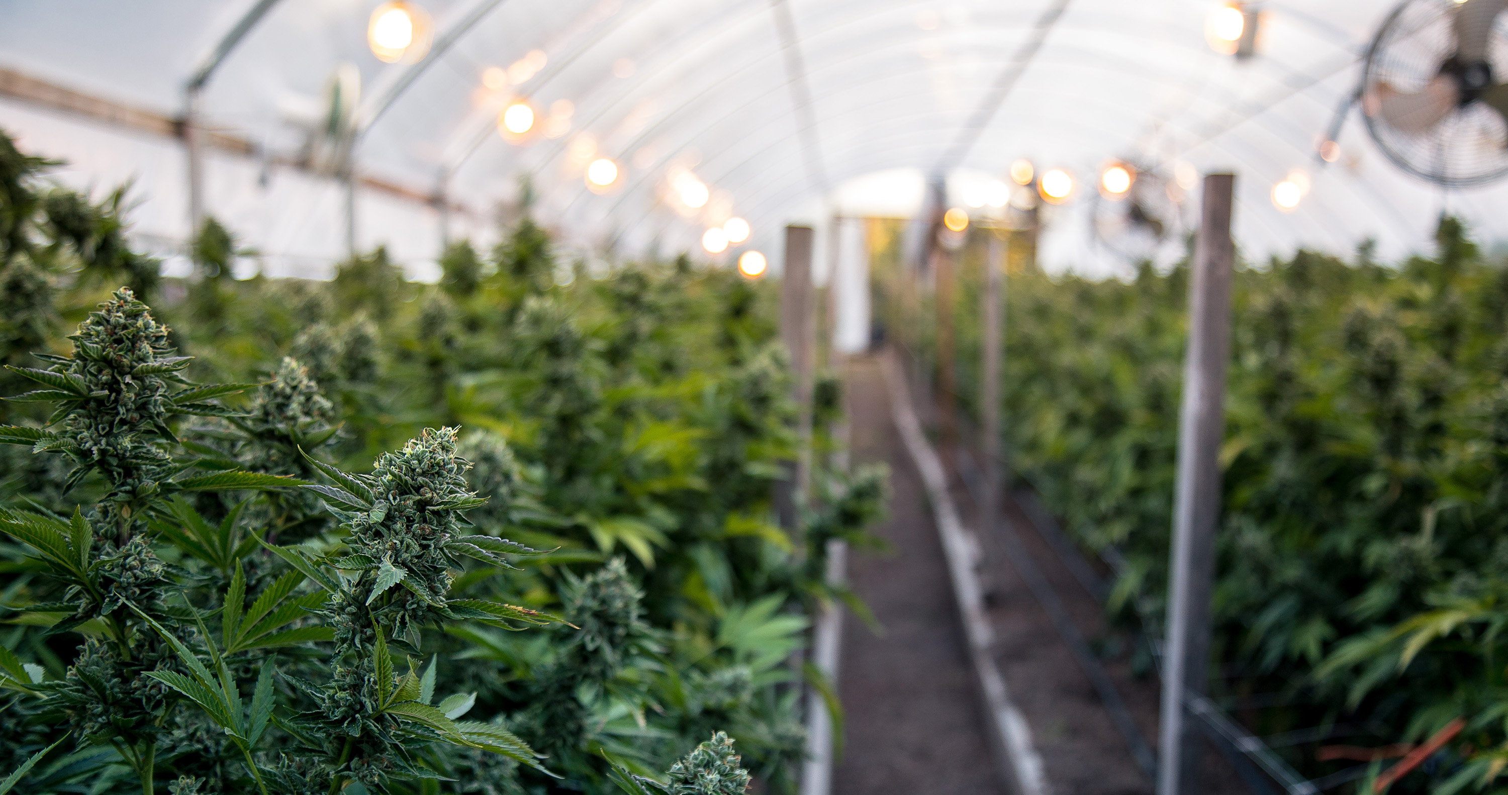 Outdoor Cannabis Grow