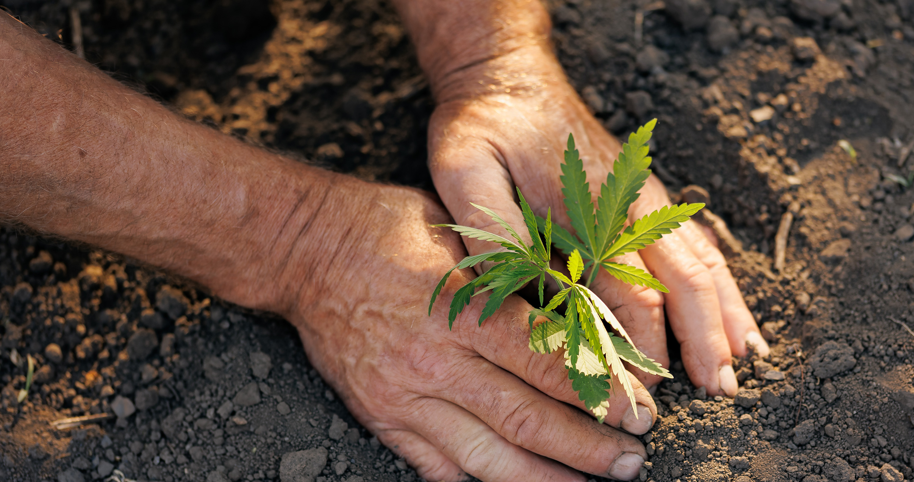 Geerntete Cannabispflanzen Outdoor