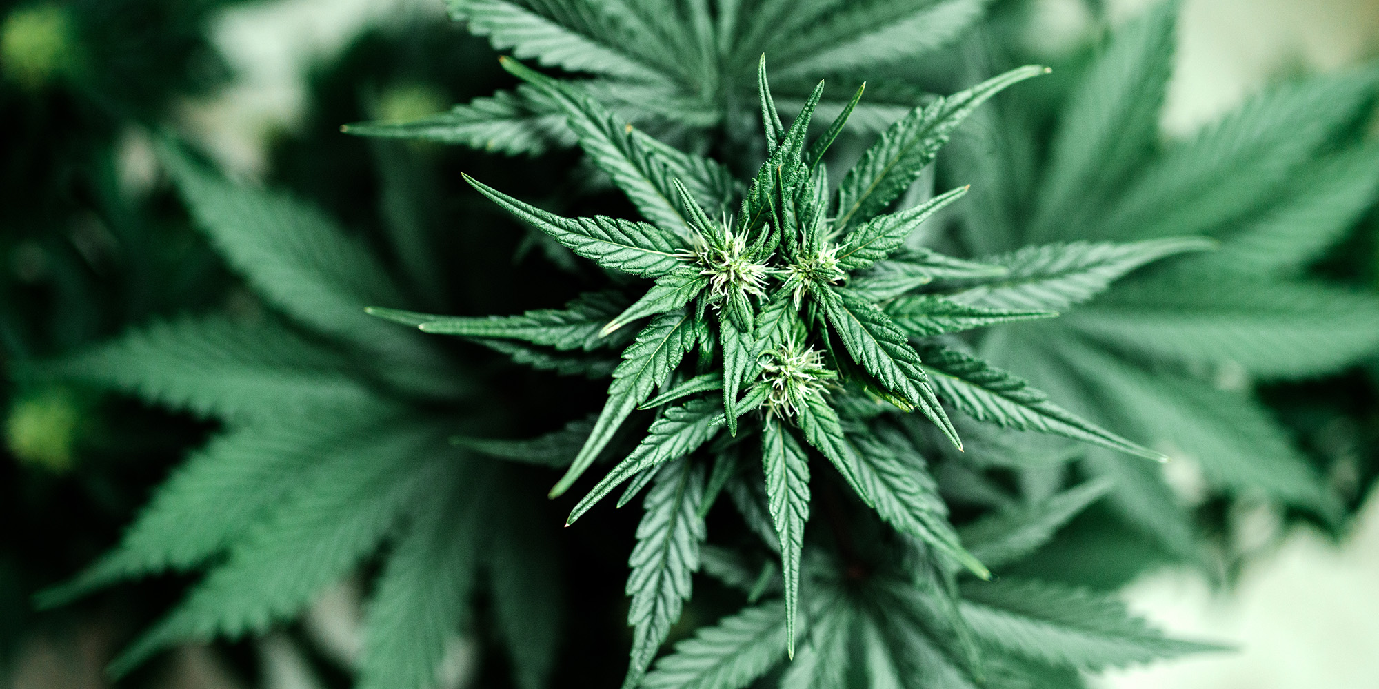 Cannabis Pflanze kurz vor der Ernte