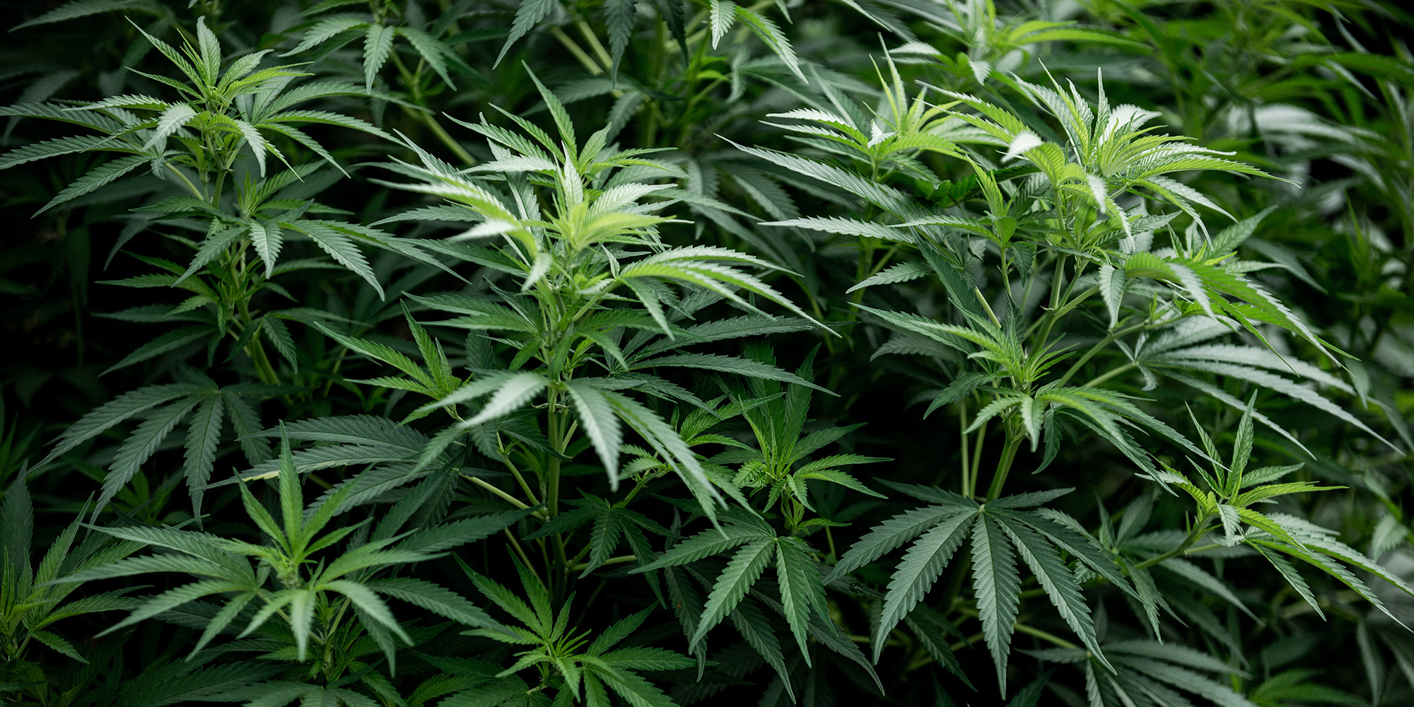 Cannabis Ernte nach dem Stamm spalten