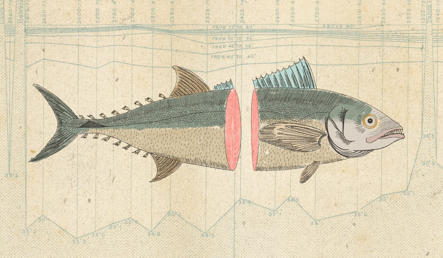 Tuna Fish Illustration