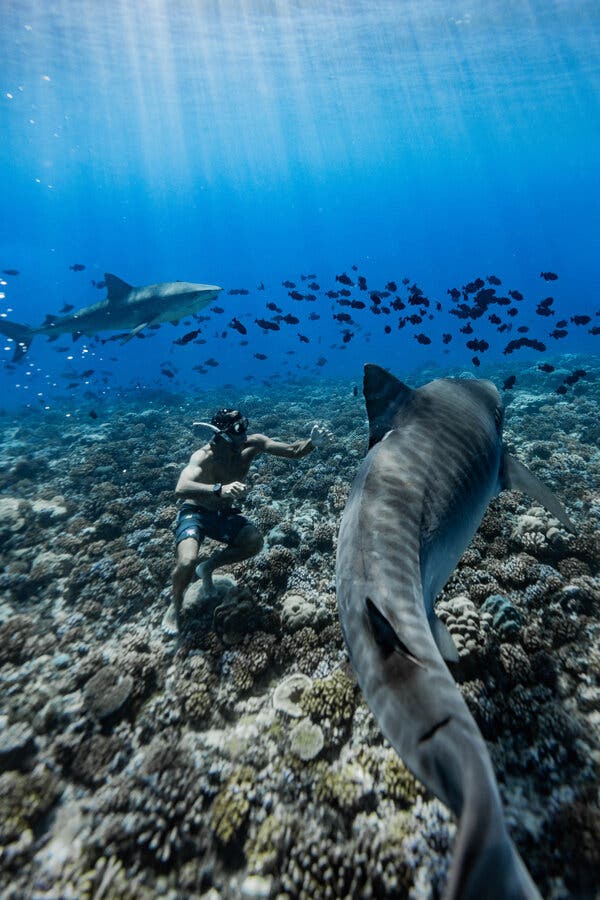 Grosmaire swam with sharks during a free dive near Tikehau, French Polynesia, last November
