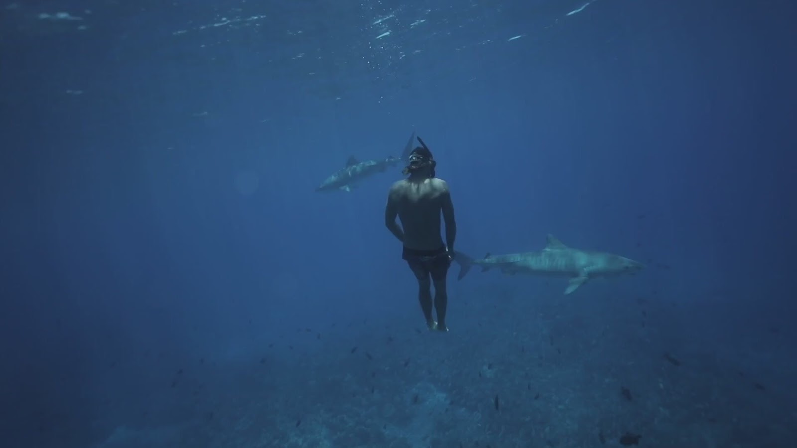 free diver and shark