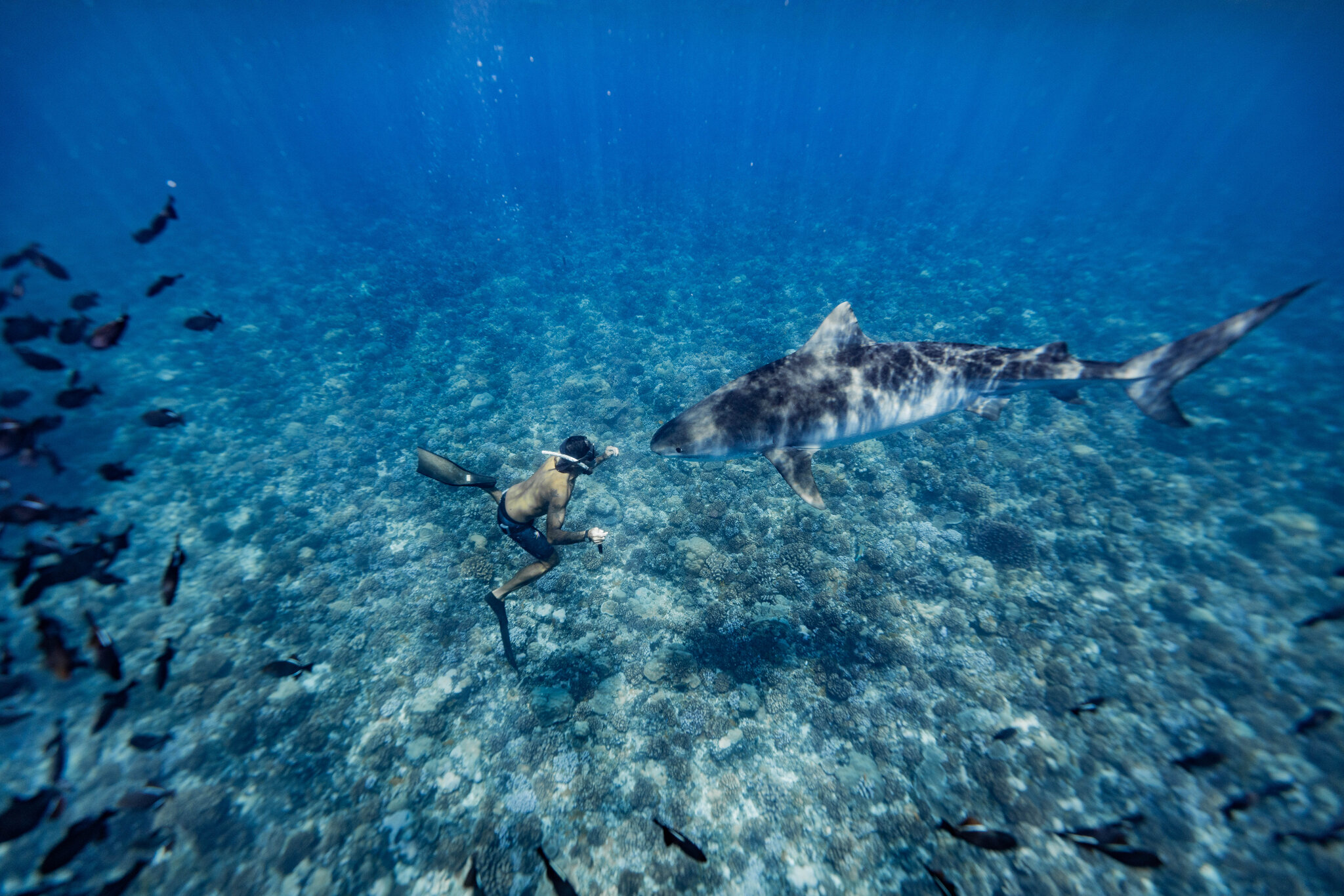 He is often warned by locals in Tikehau and others in French Polynesia that what he is doing is dangerous. Credit.: Antoine Janssens