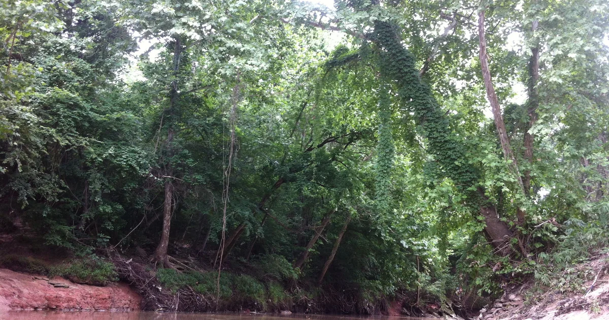 Buffalo Bayou flowing through Houston's Memorial Park