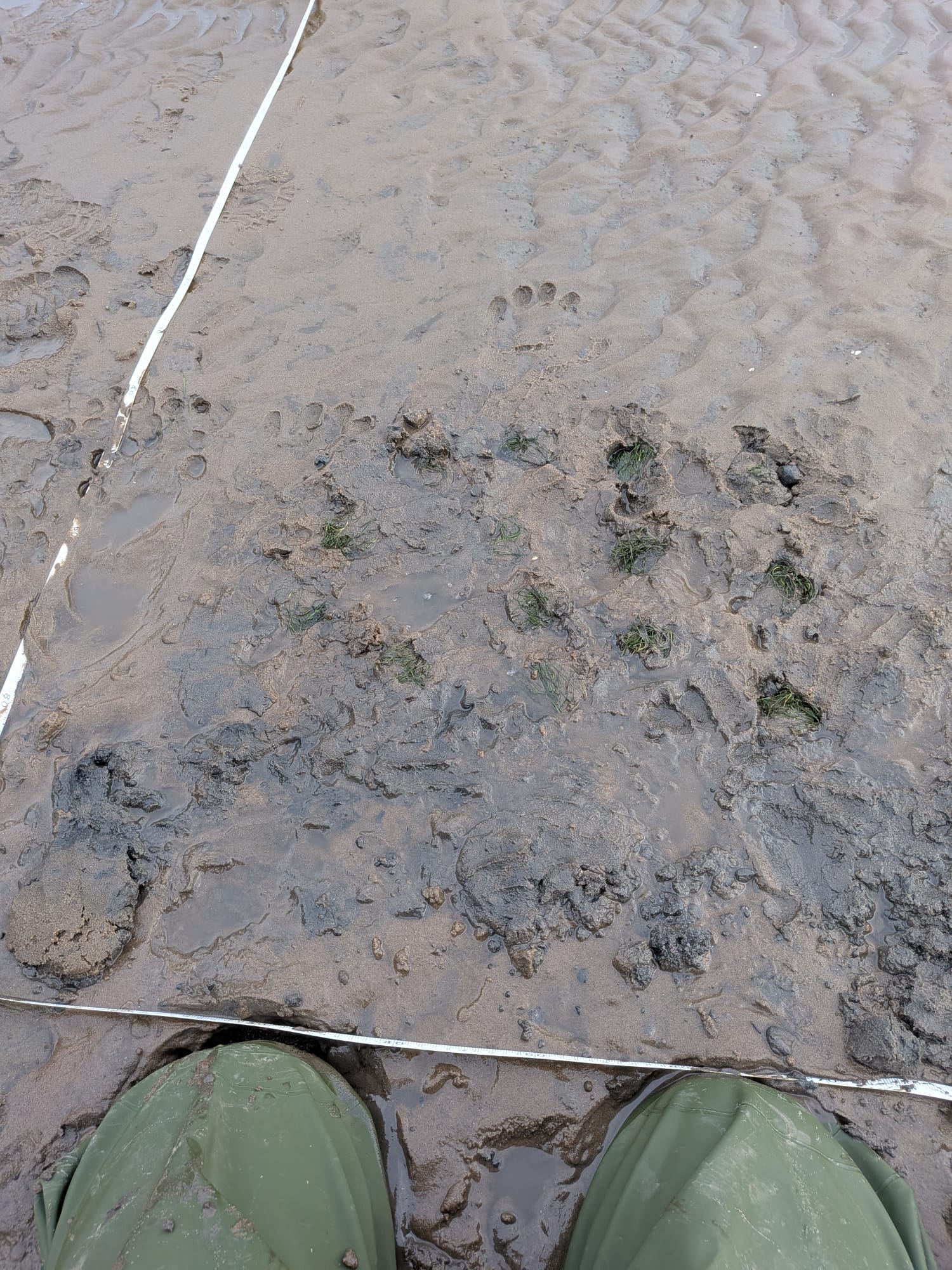 Report of Seagrass Restoration – Core Transplant Technique