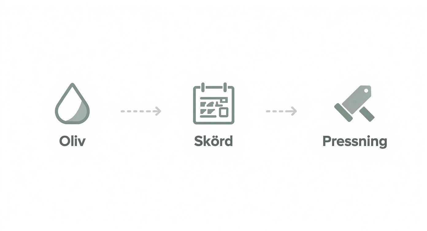 Infografik som visar processen för att skapa kvalitetsolja från oliv till pressning.