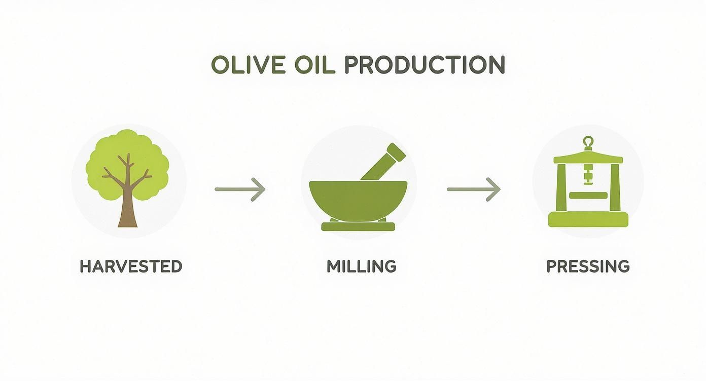 En infografik som visar stegen i produktionen av olivolja: skörd, malning och pressning.