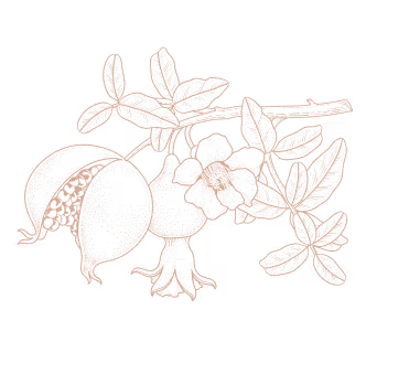 Illustration of a pomegranate branch with leaves, flowers, and two fruit pods, one split open showing seeds.