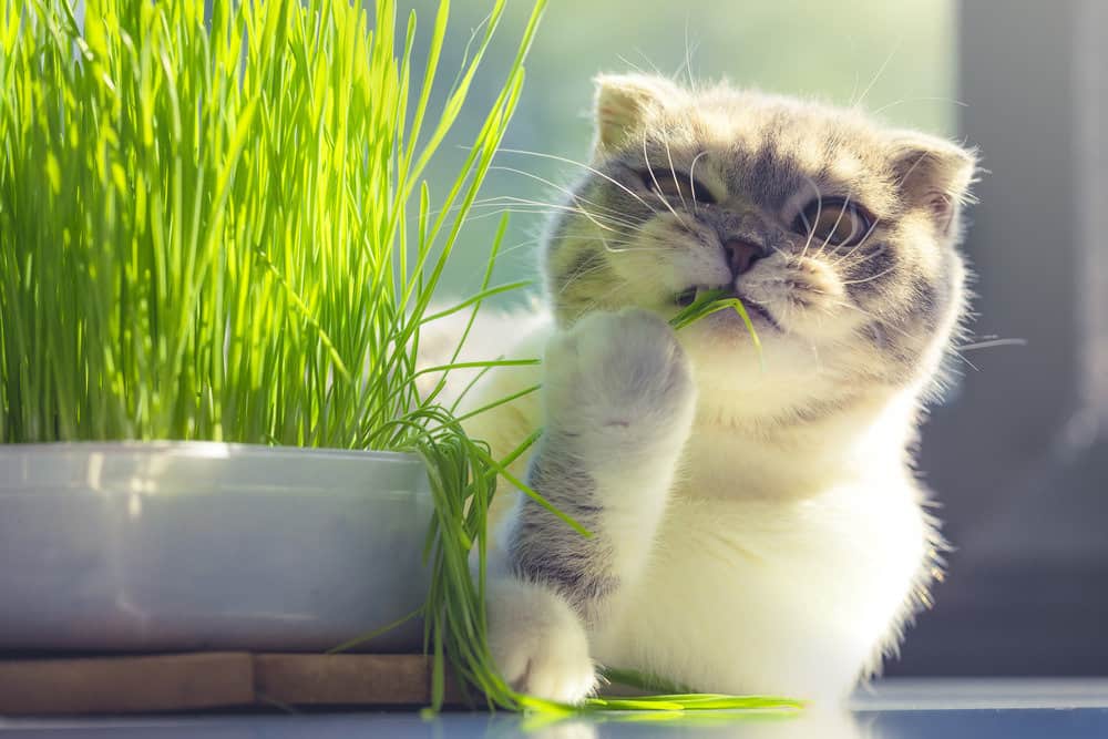 Picture of Why does my cat eat grass?