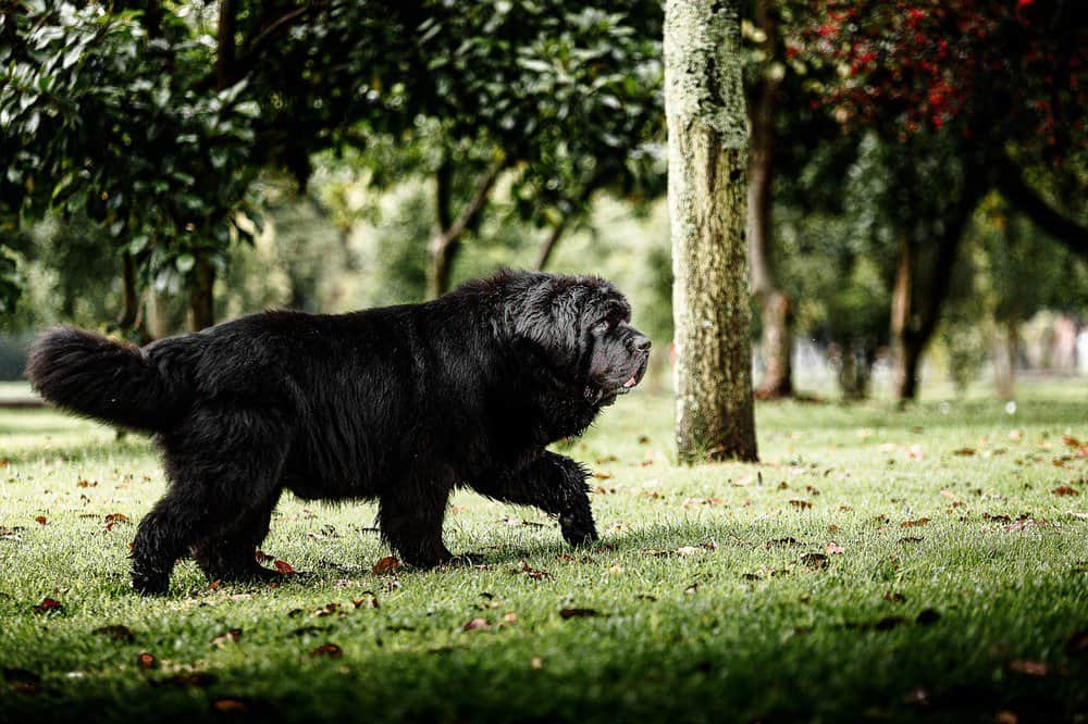 Newfoundland dog walking in a meadow.
