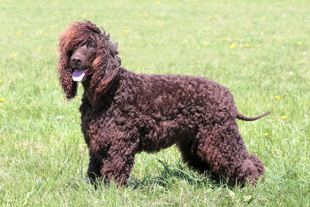 Irish water spaniel in a field