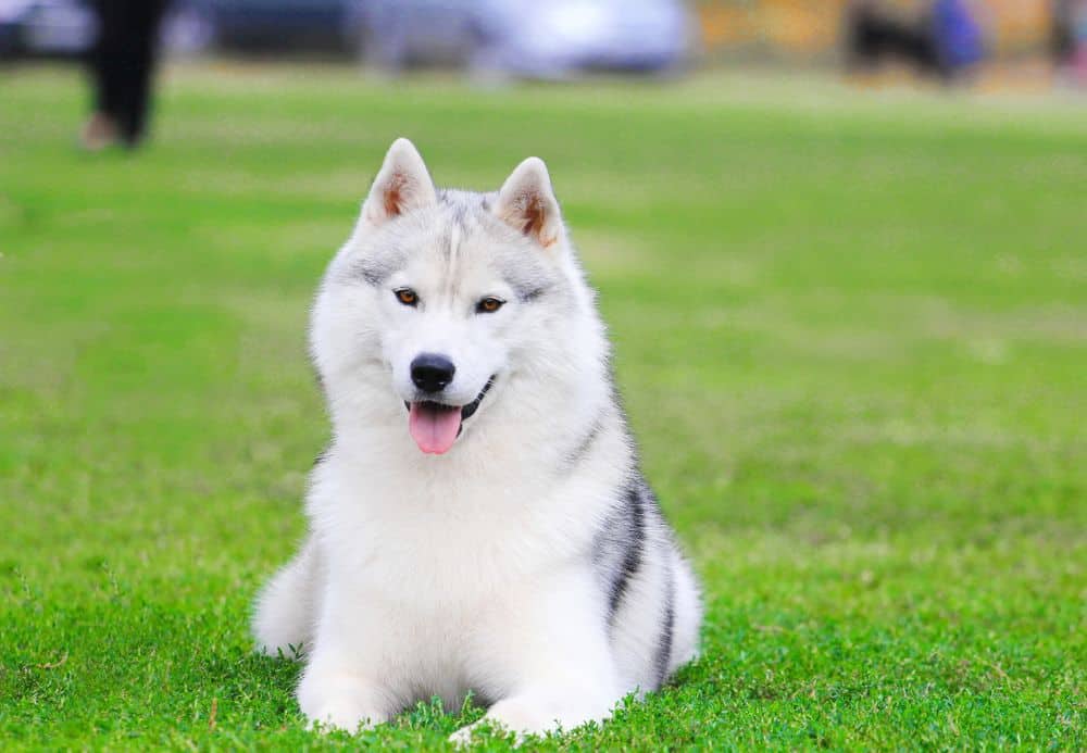 Very fluffy white Siberian husky dog sitting in a green field.