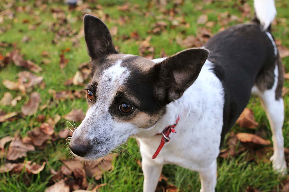 Rat terrier closeup outside.