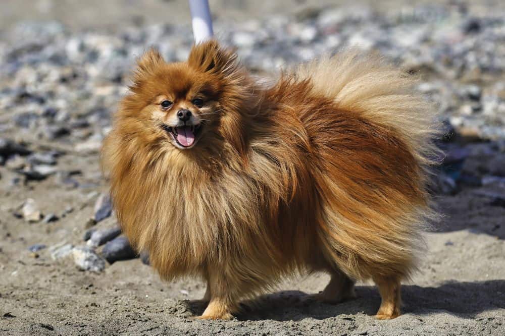 Pomeranian-training