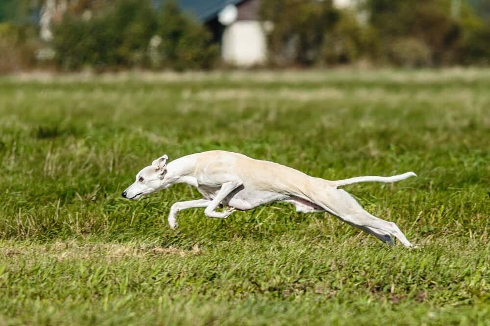 White whippet running across grass.