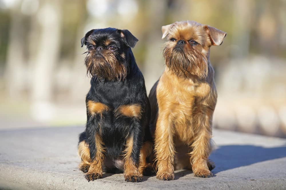 Brussels griffon colors