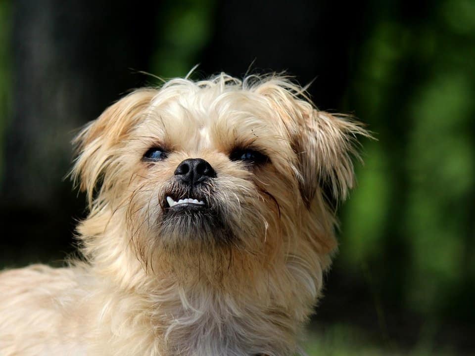 Brussels griffon close up with greenery in the background