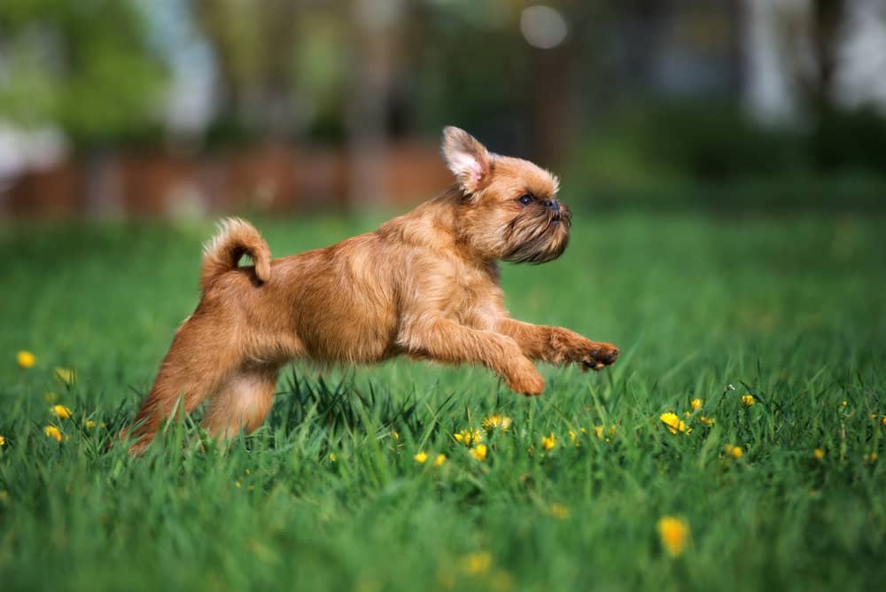 Brussels griffon running outside in grass and flowers