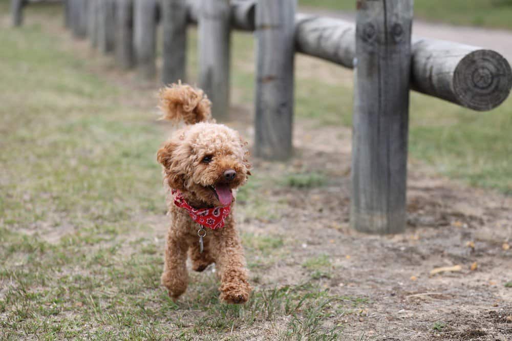 Toy poodle running beside a wooden fence.