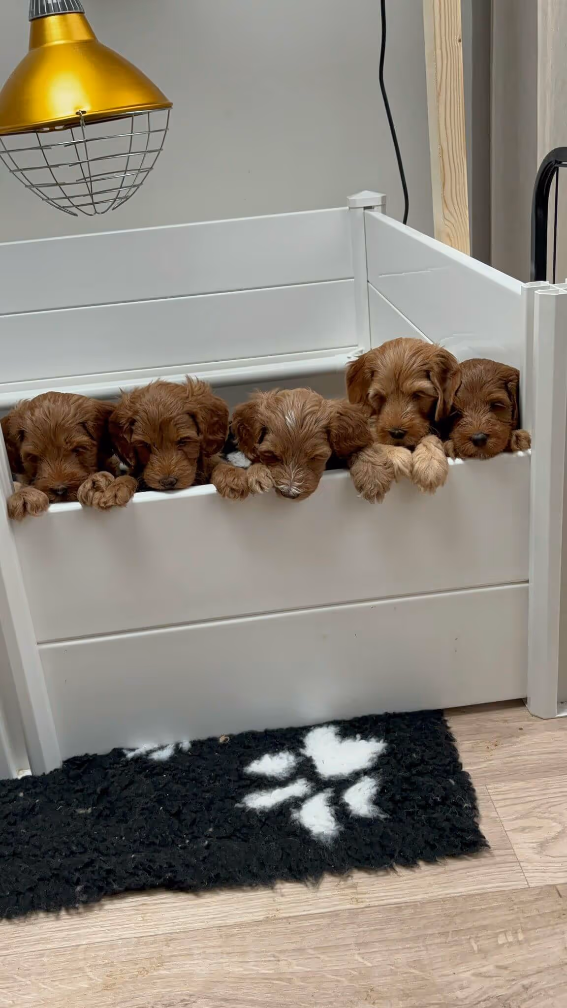 Australian Labradoodle puppies hangen over de rand van de werpkist