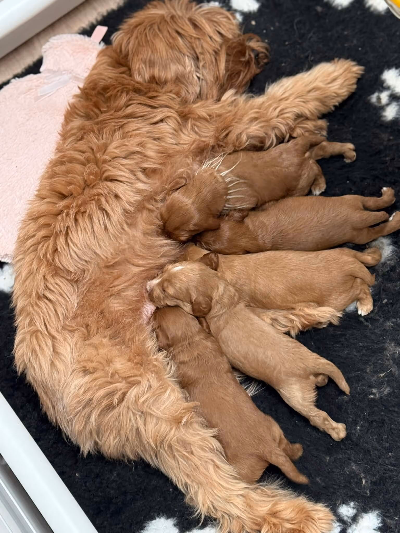 Australian Labradoodle puppies drinken bij moeder