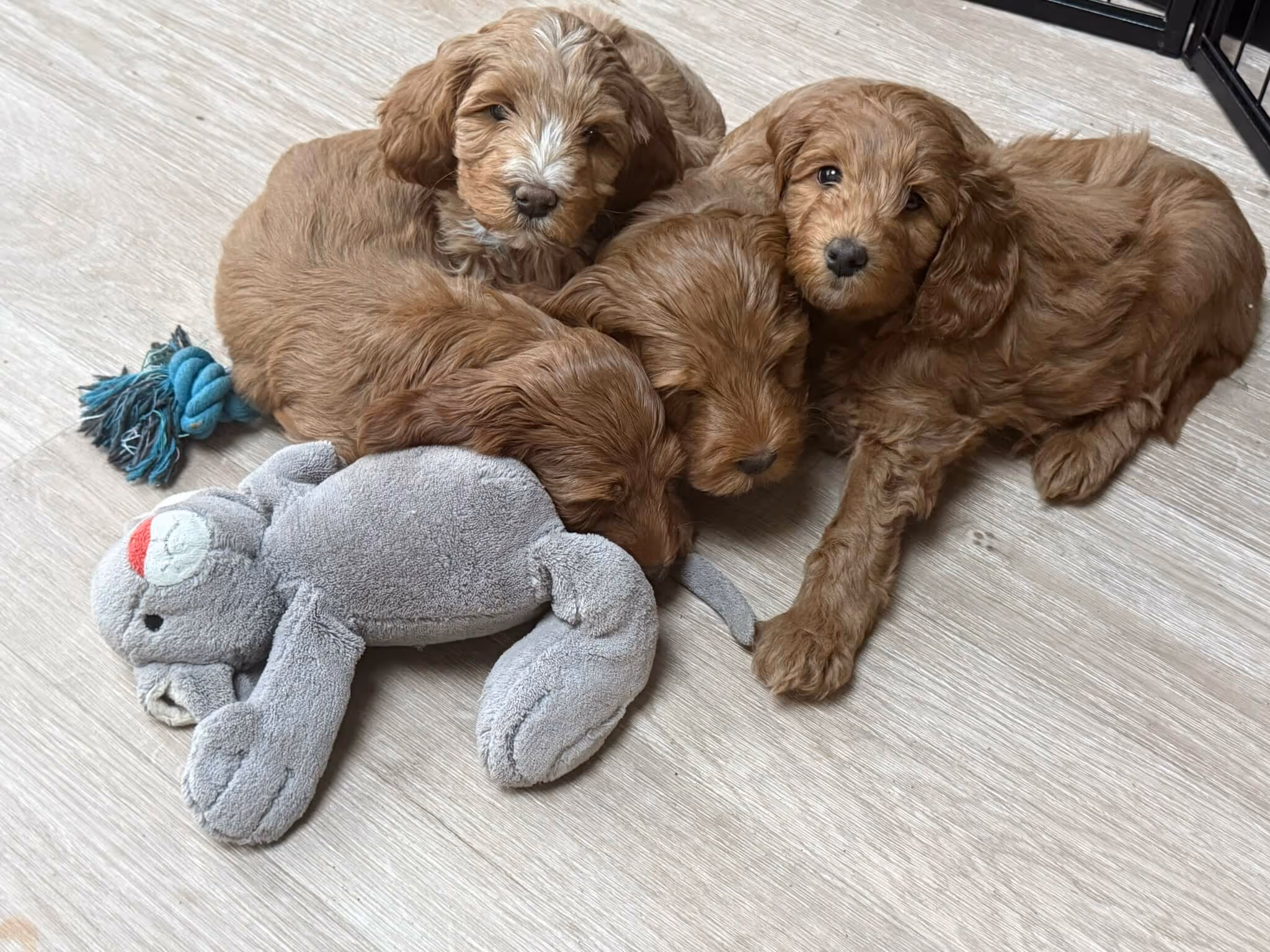 Australian Labradoodle puppies