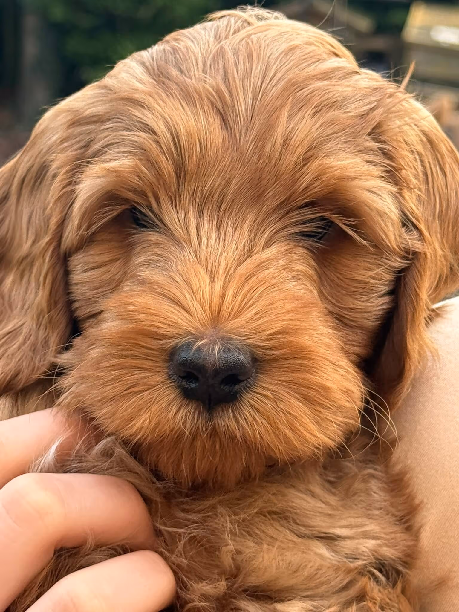 Lilo's Doodles Molly