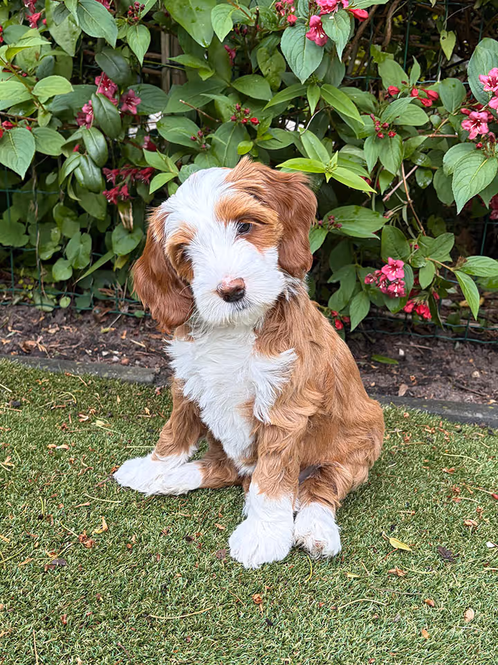 Brown and white fluffy puppy sitting on grass with green leaves and pink flowers in the background.