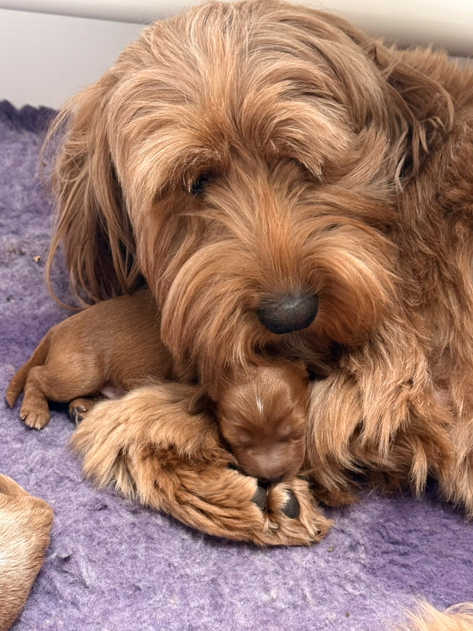 Large fluffy dog cuddling and protecting a small sleeping puppy on a purple blanket.