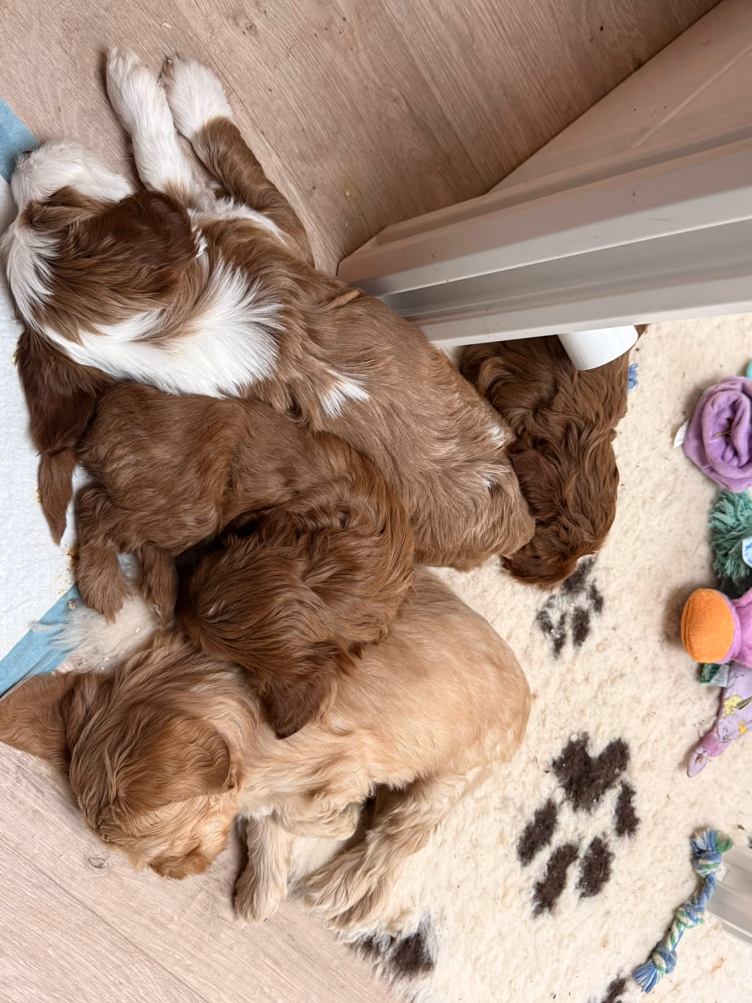 Four small puppies sleeping closely together on a floor near a doorway and toys.